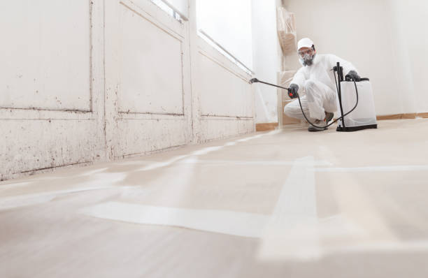 Black mold remediation team in Waverly