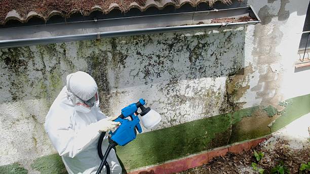 Mold Remediation service in Waverly, Waverly, IL